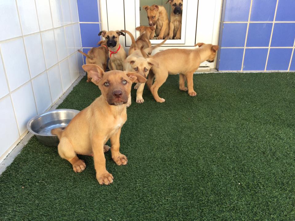 Austin Animal Shelter Puppies