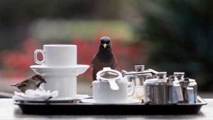 Coffee and Birds