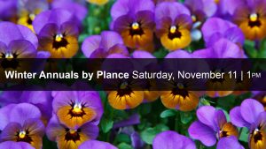Winter Annuals By Plance