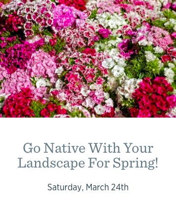 Go Native With Your Landscape For Spring