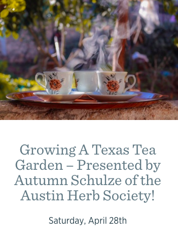 Growing A Texas Tea Garden