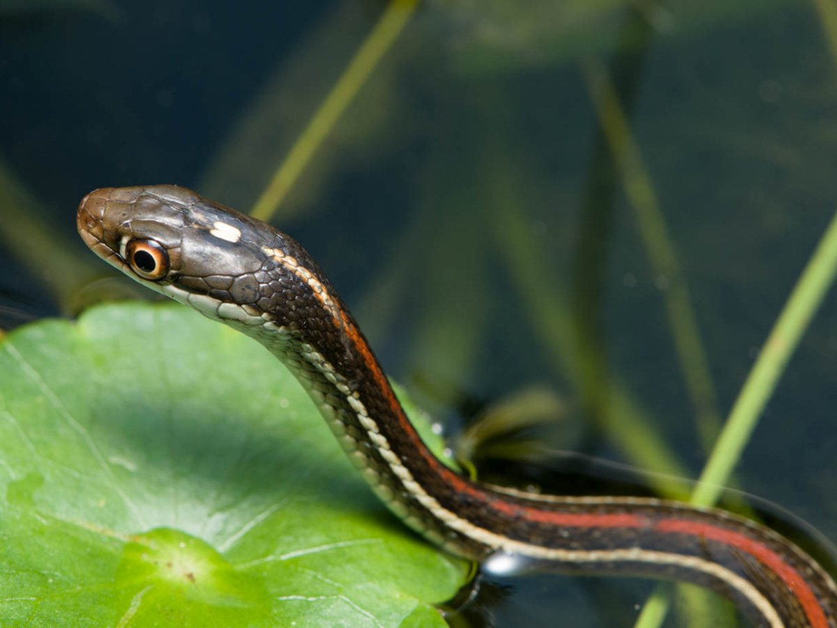Nature Night Snake