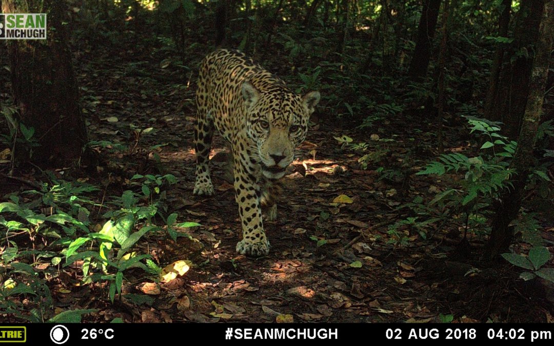 Rainforest Partnership Jaguar