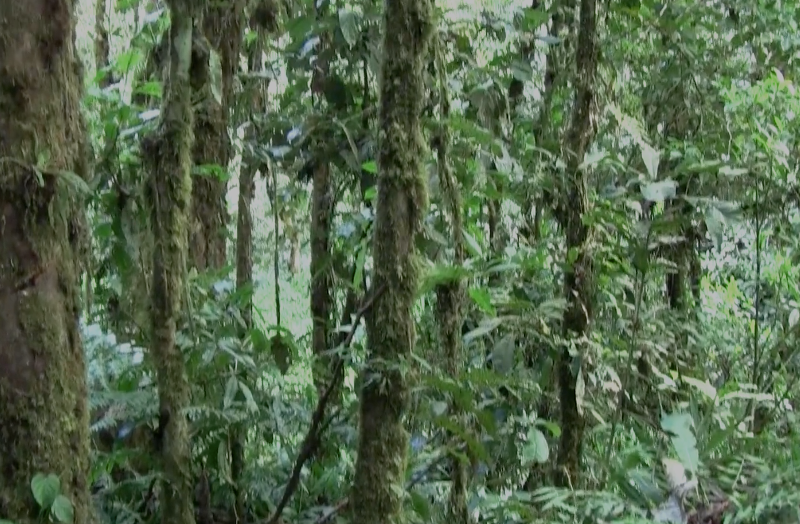 Colibri Cloudforest