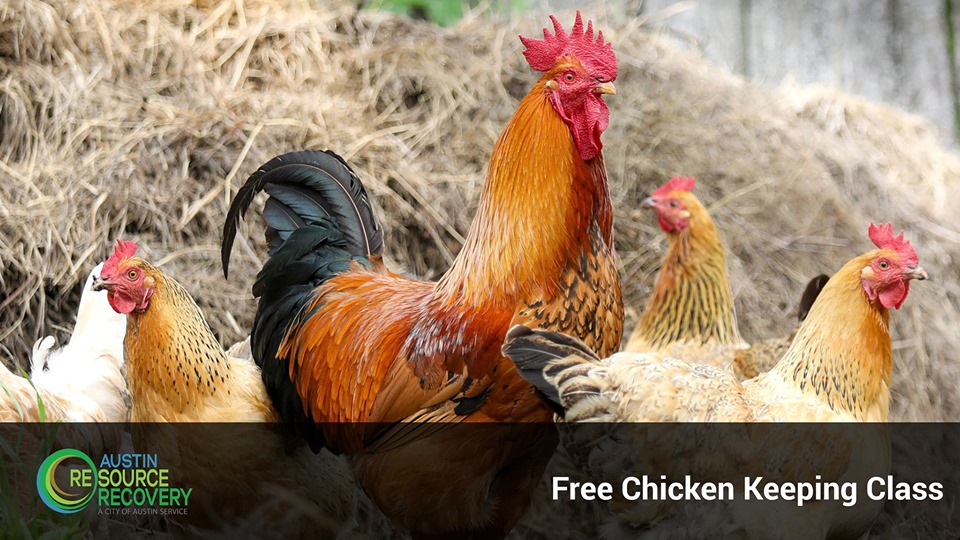 Free Chicken Keeping Class