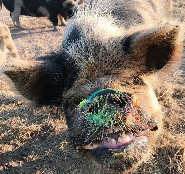 Central Texas Pig Rescue