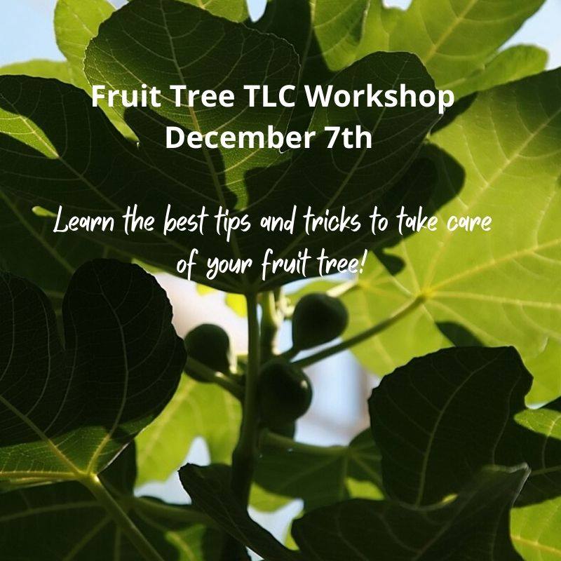 Fruit Tree TLC Workshop