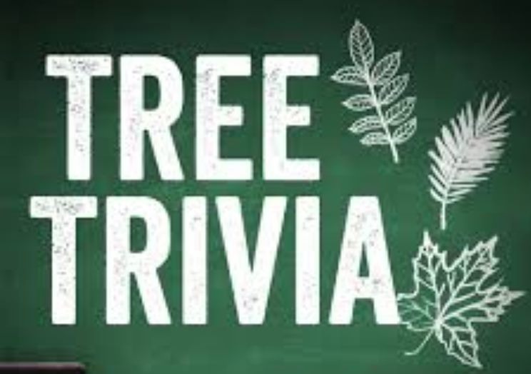 Tree Trivia