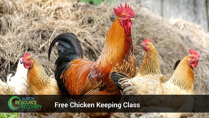 Free Chicken Keeping Class
