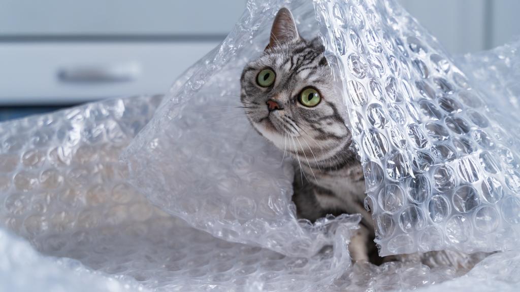 Cat & Bubble Wrap