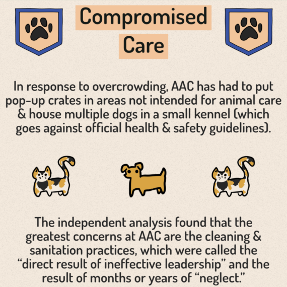 Animal Services Audit - 6